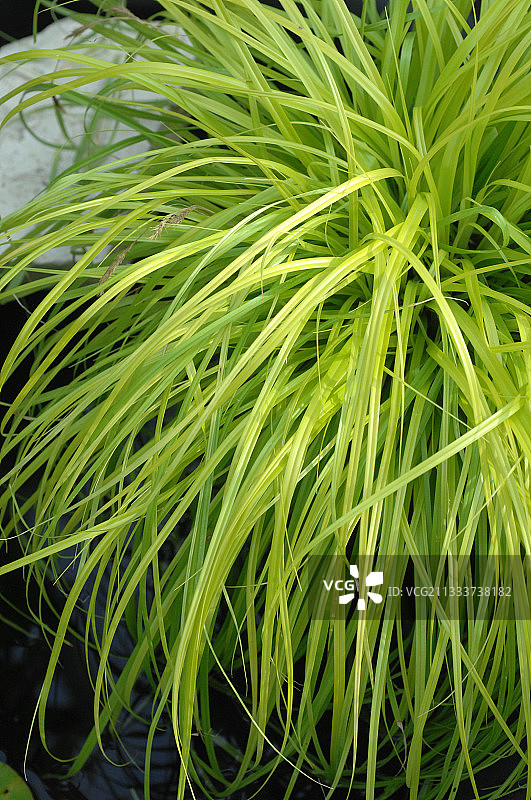 花园观赏草图片素材