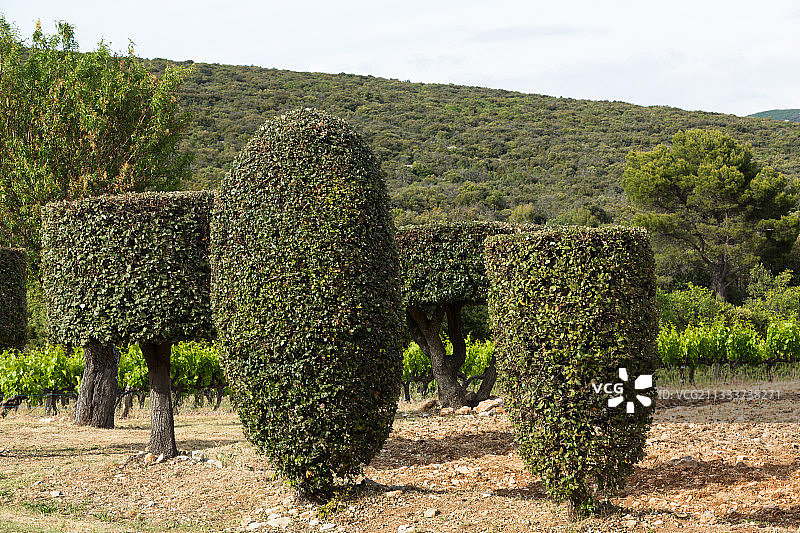 法国吕贝隆的冬青树绿雕图片素材