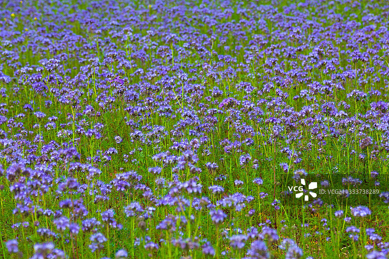 缺刻叶片田野图片素材