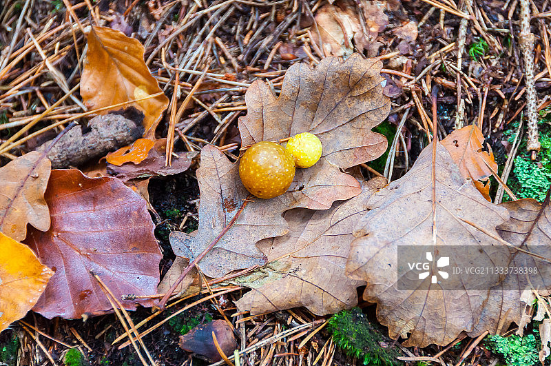 橡树叶上的橡树瘿图片素材