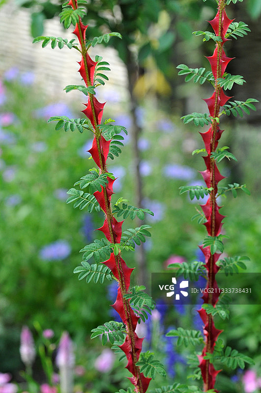 花园里的玫瑰树茎图片素材