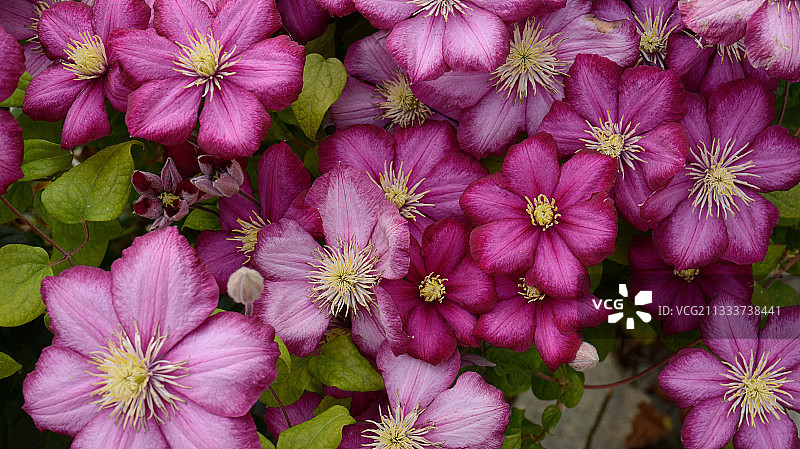 花园里盛开的铁线莲图片素材