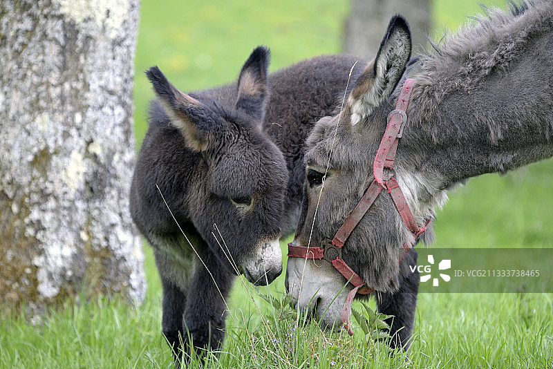 春天果园里的驴和驹 - 法国图片素材