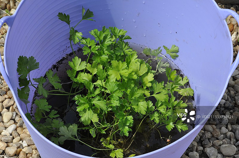 厨房菜园中的欧芹种植园图片素材