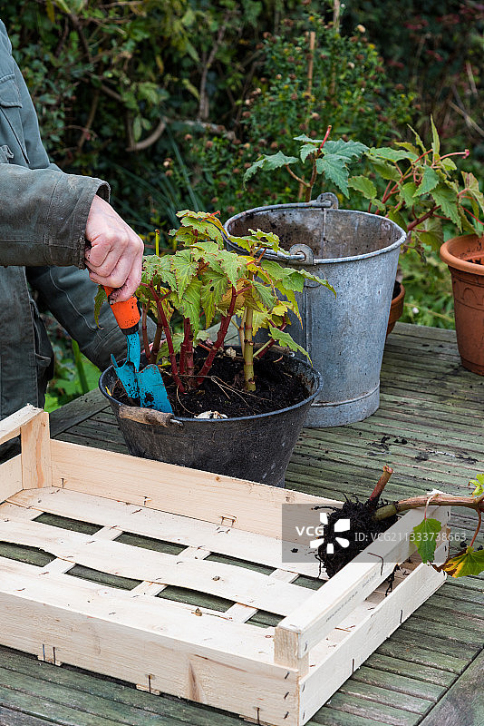 从花盆中移除植物，以便在冬季存放图片素材
