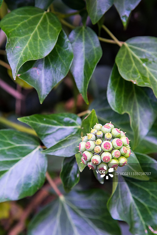 花园里结满果实的常春藤图片素材