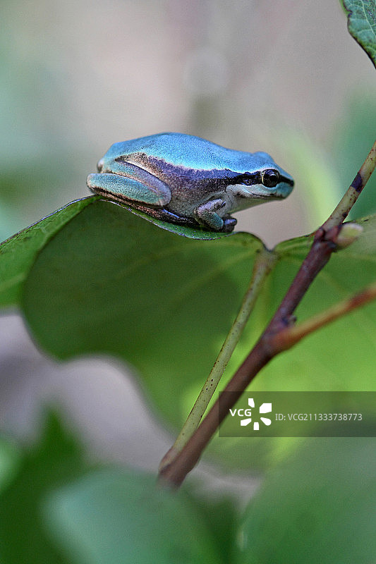 树叶上的欧洲蓝树蛙图片素材