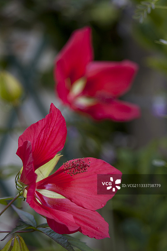 花园中的猩红色木槿花，法国阿基坦图片素材