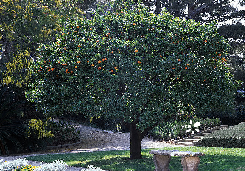 花园里结满果实的橘子树图片素材
