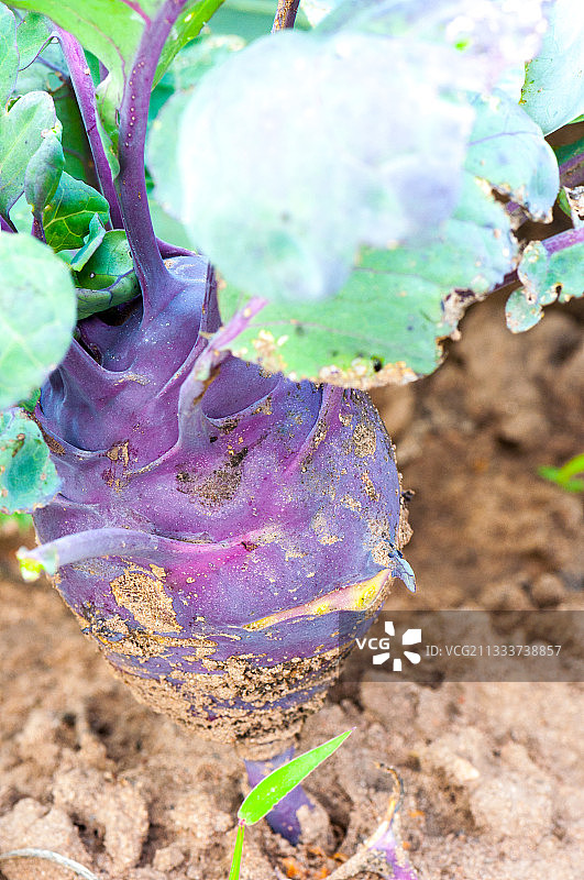 厨房花园里的球茎甘蓝图片素材
