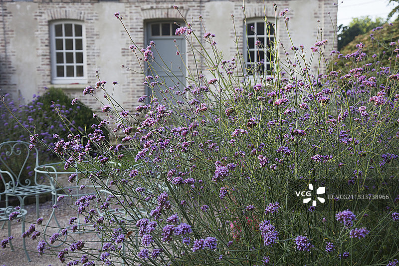花园休憩区内的马鞭草图片素材