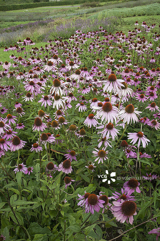 花园里盛开的紫锥菊图片素材