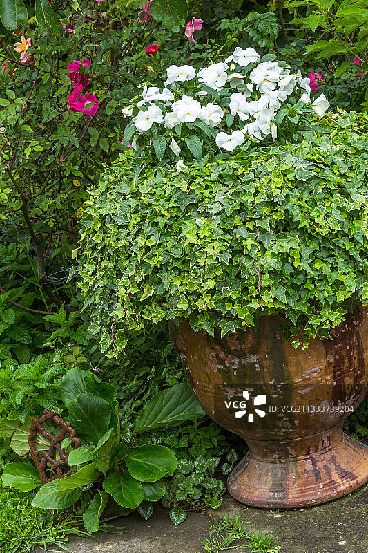 庭院中安杜兹盆栽的杂色常春藤图片素材