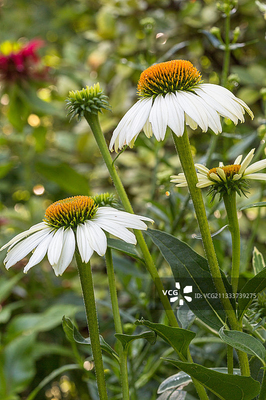 城市花园中盛开的紫锥菊图片素材