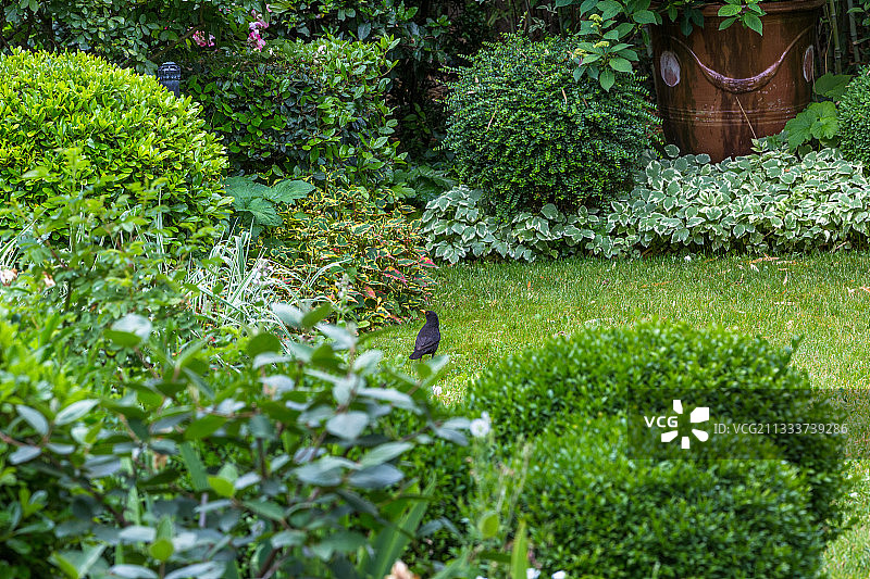 城市花园中的乌鸫图片素材