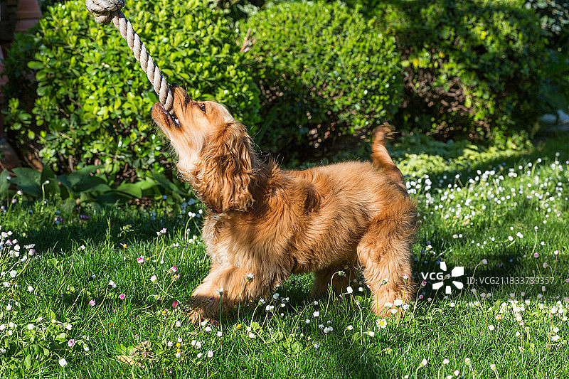 在城市花园里玩绳子的可卡犬图片素材