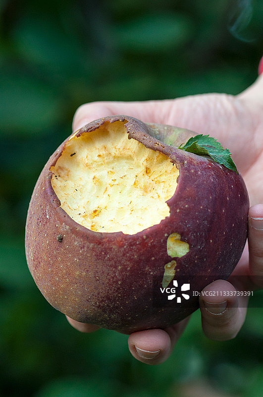 花园里被鸟啄食的苹果图片素材
