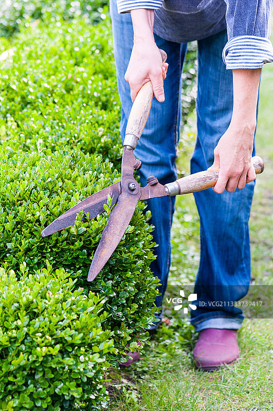 用剪刀修剪花园里的黄杨树篱图片素材