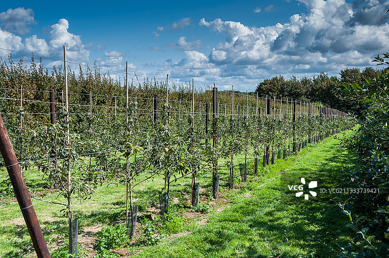 Delbar estivale苹果树果园图片素材
