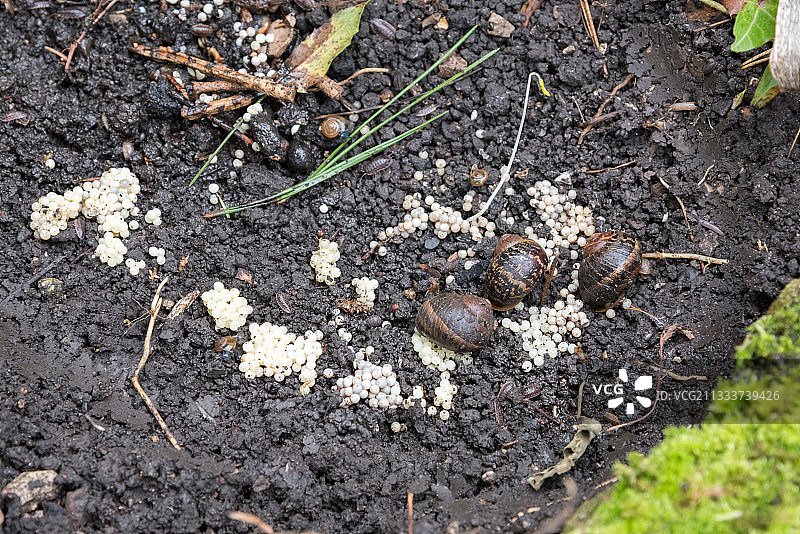 花园里的蜗牛卵图片素材