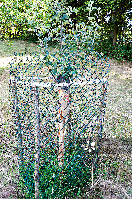 花园中苹果树的保护措施图片素材