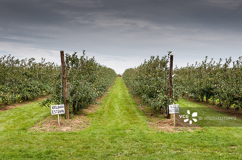 果园里的“Delbar estival”苹果树图片素材