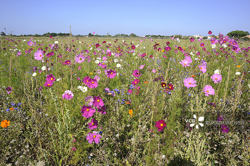 法国雷岛草地上的波斯菊图片素材