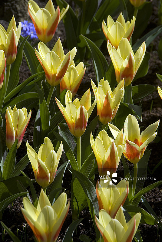 花园中盛开的考夫曼科罗娜郁金香图片素材