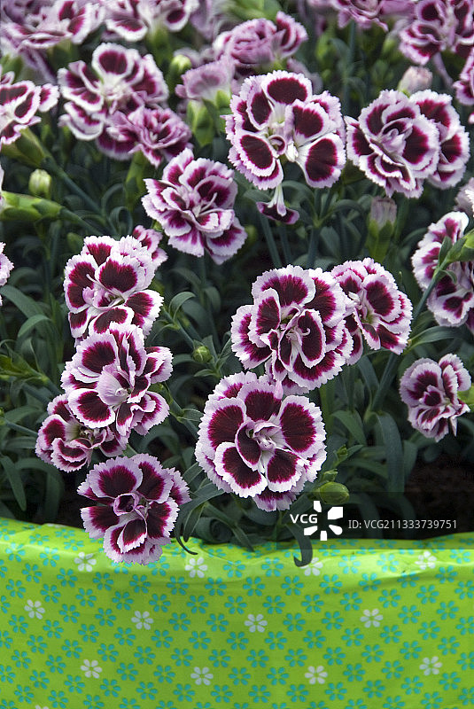 盛开在花园中的石竹“Finesse”图片素材