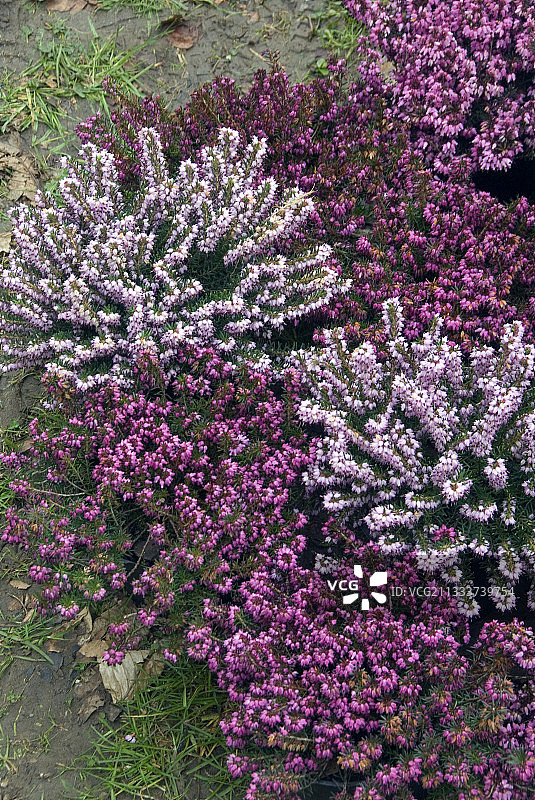 花园里盛开的荒原图片素材