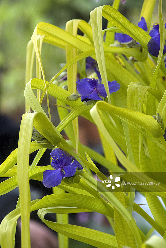 花园中盛开的蓝金吊竹梅图片素材