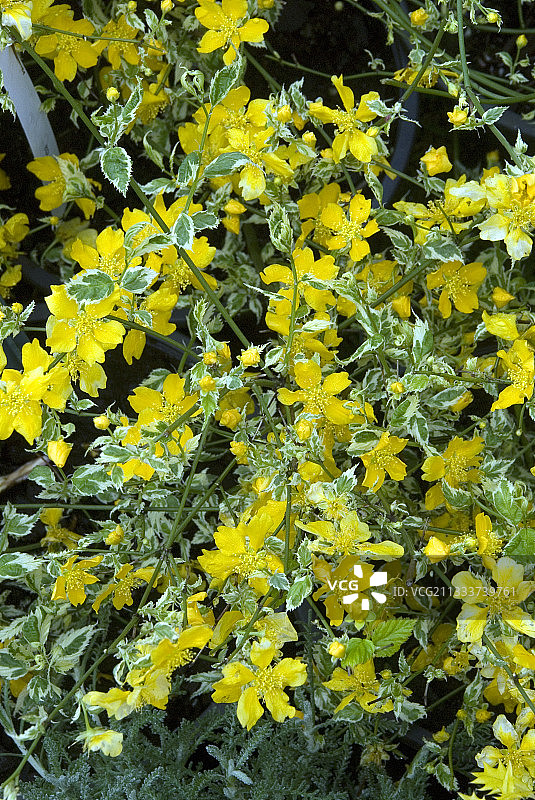 花园里盛开的日本蔷薇图片素材