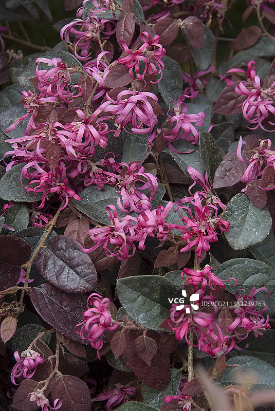 盛开在花园中的红花檵木图片素材