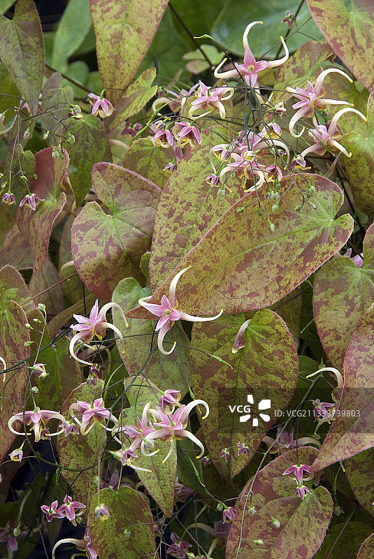 花园中盛开的柔毛淫羊藿图片素材