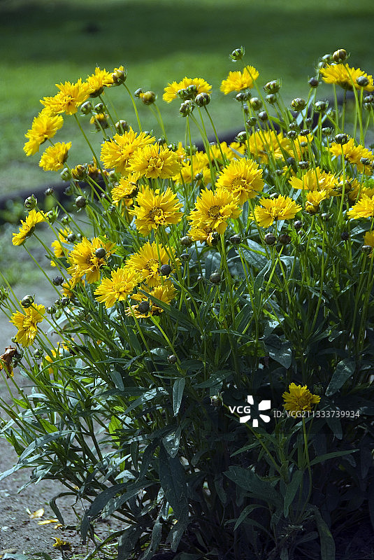 花园中盛开的刻叶紫菀图片素材