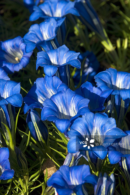 花园中盛开的龙胆“蓝色海洋”图片素材