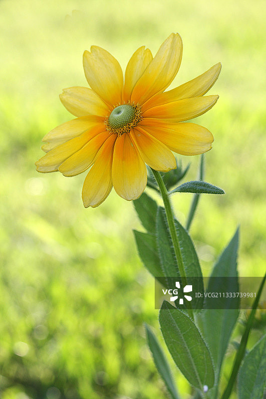 夏季法国花园里的金光菊图片素材