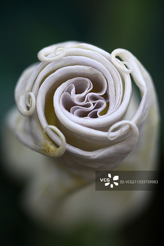 花园里的曼陀罗花图片素材