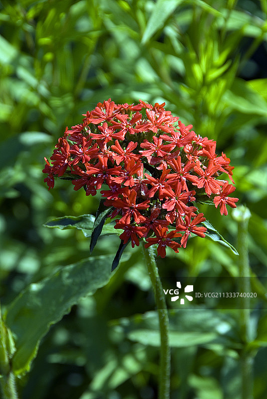 花园中盛开的马耳他十字花图片素材