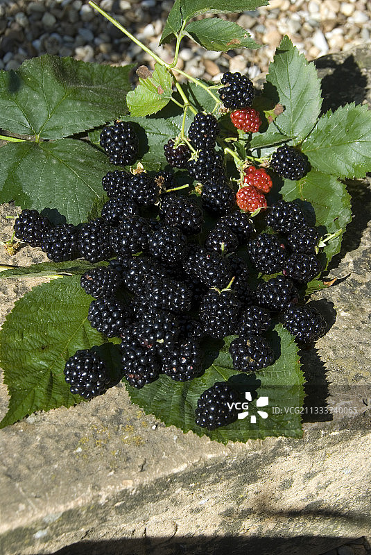 花园里巨型黑莓的丰收图片素材