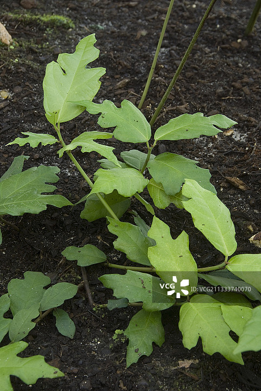 花园里的橡叶榕图片素材