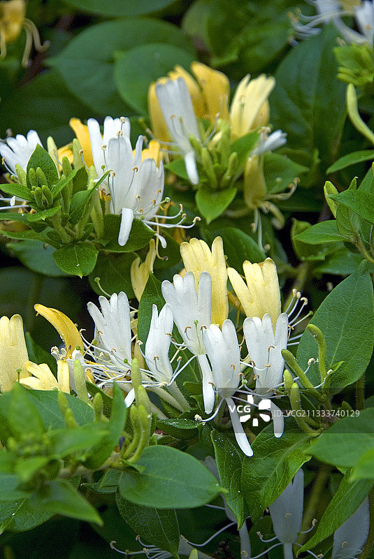花园中盛开的‘金银花’图片素材