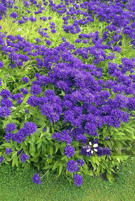 花园中盛开的聚生风铃草图片素材