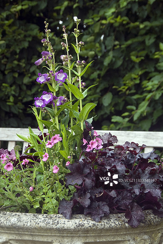 花园中盛开的珊瑚钟和锦缎图片素材