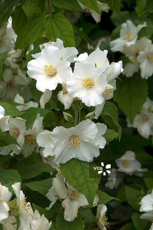 花园中的山梅花“Belle Etoile”图片素材