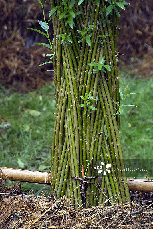 花园中编织白柳图片素材