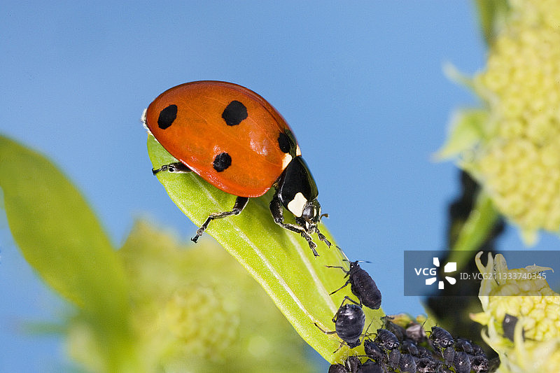 7星瓢虫捕食黑色蚜虫 - 法国图片素材
