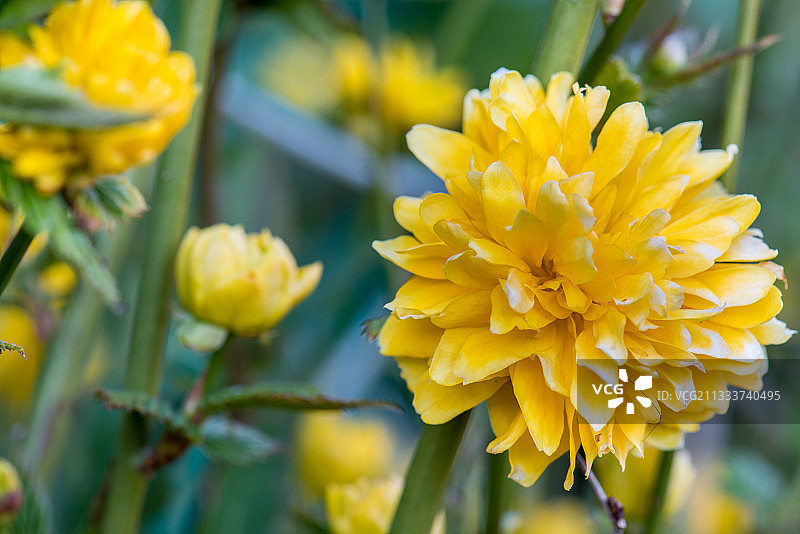 花园中盛开的日本玫瑰图片素材