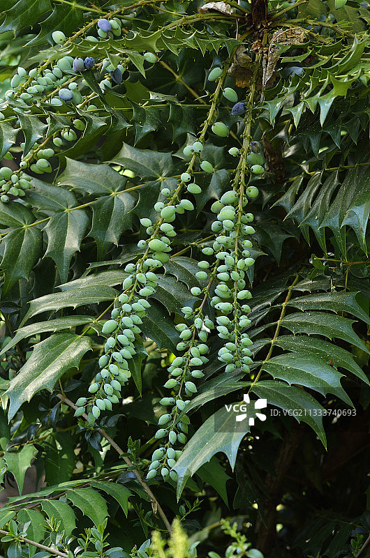 花园中结果的十大功劳“慈善”图片素材