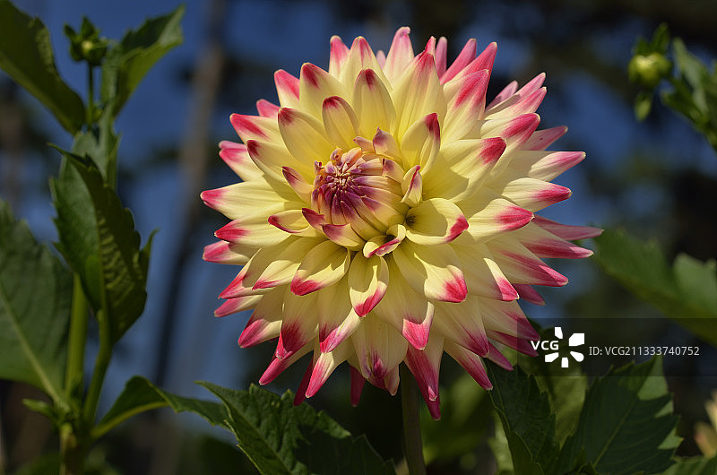 1979年的范·维伦（荷兰）图片素材